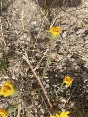 Xanthisma gracile