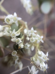 Cuscuta umbellata