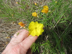 Calylophus