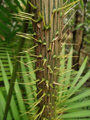 Calamus moti