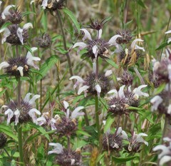 Monarda clinopodioides