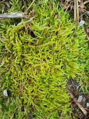 Acrocladium chlamydophyllum