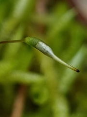 Acrocladium chlamydophyllum