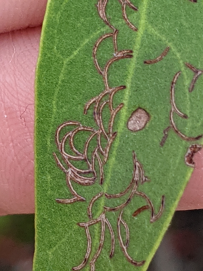 Buttonwood Flea Beetle