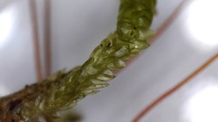 Acrocladium chlamydophyllum