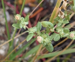 Atriplex pentandra