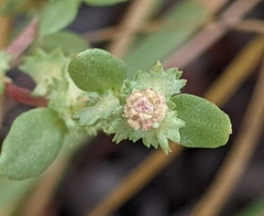 Atriplex pentandra