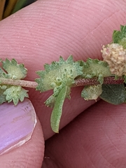 Atriplex pentandra