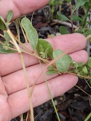 Atriplex pentandra
