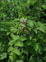 Rubus niveus