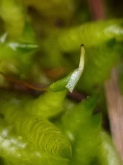 Acrocladium chlamydophyllum