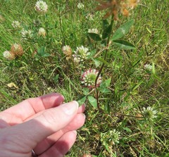 Trifolium vesiculosum