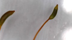 Acrocladium chlamydophyllum