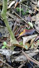 Cormocephalus rubriceps