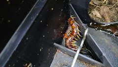 Cormocephalus rubriceps