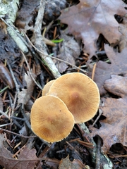 White Button Mushroom (Cystoderma carcharias)
