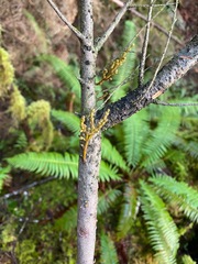 Arceuthobium tsugense tsugense