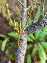 Arceuthobium tsugense tsugense