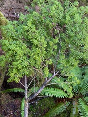 Arceuthobium tsugense tsugense