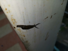 Cambodiparmarion doroshenkoi