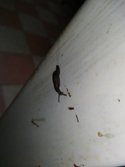 Cambodiparmarion doroshenkoi