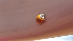 Harmonia axyridis
