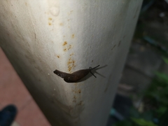 Cambodiparmarion doroshenkoi