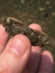 Macrophthalmus