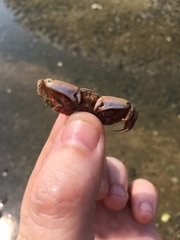 Macrophthalmus