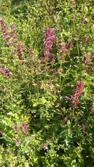 Agastache mexicana