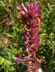 Agastache mexicana
