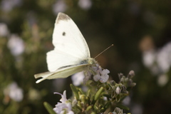 Pieris rapae