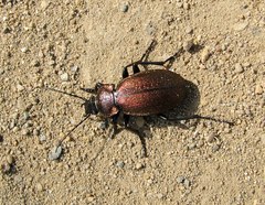 Carabus regalis