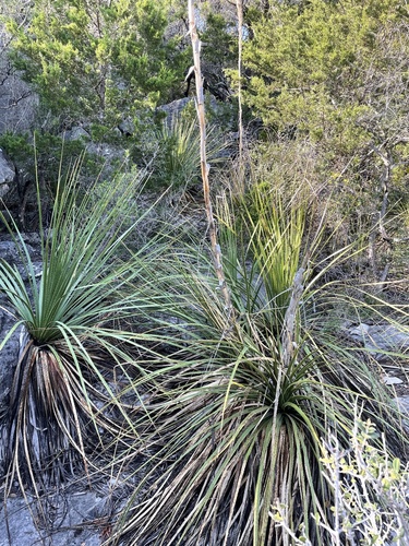 Dasylirion texanum