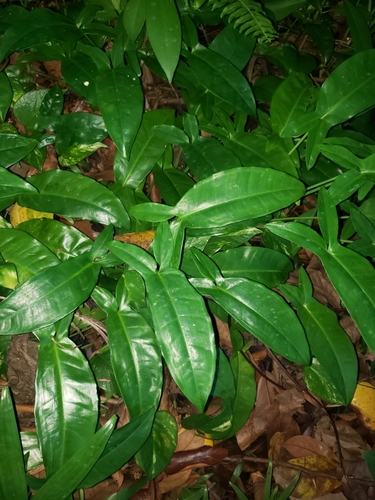 Syngonium auritum