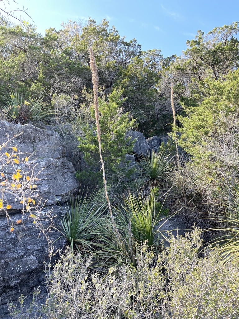 Dasylirion texanum