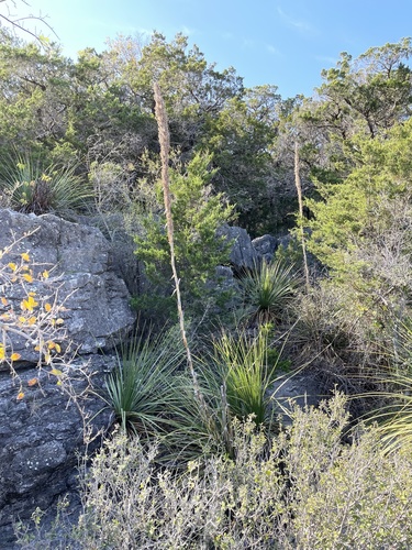 Dasylirion texanum