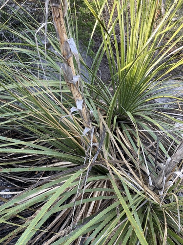 Dasylirion texanum