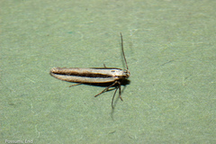 Kiwaia monophragma