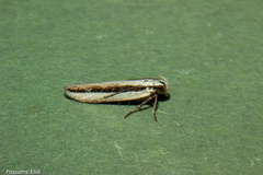 Kiwaia monophragma