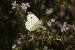 Pieris rapae