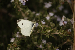 Pieris rapae