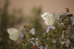 Pieris rapae