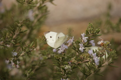 Pieris rapae