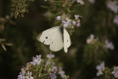 Pieris rapae