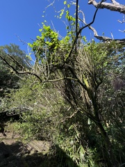 Clerodendrum cyrtophyllum
