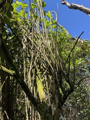 Clerodendrum cyrtophyllum