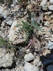 Astragalus lotiflorus