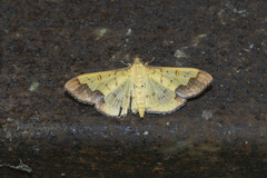 Meroctena tullalis