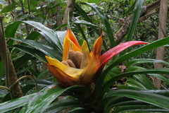 Freycinetia reineckei